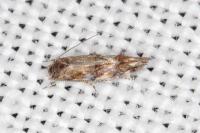 Mompha miscella