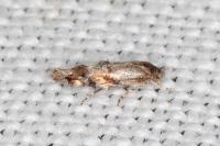 Mompha miscella