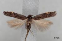 Aproaerema anthyllidella