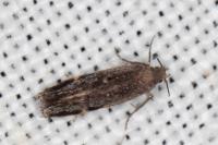 Aproaerema anthyllidella