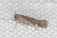Aproaerema anthyllidella