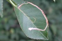 Lyonetia clerkella