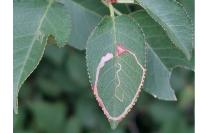 Lyonetia clerkella