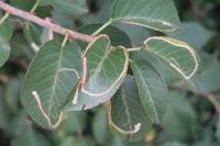 Lyonetia clerkella