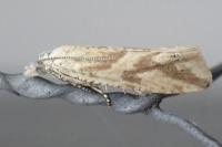 Thiodia citrana