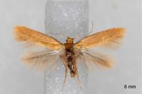 Tischeria decidua