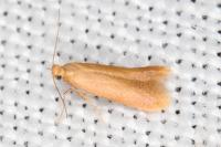 Tischeria decidua