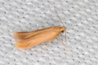 Tischeria decidua