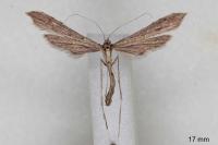Agdistis satanas