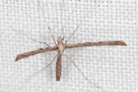 Agdistis satanas