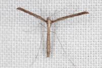 Agdistis satanas