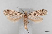 Nemapogon agenjoi