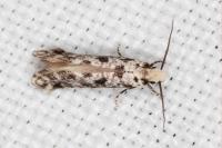 Nemapogon agenjoi