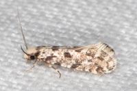 Nemapogon agenjoi