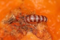 Anarsia lineatella
