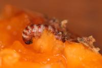 Anarsia lineatella