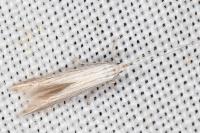 Coleophora chamaedriella