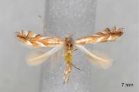 Phyllonorycter distentella
