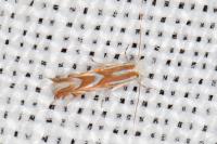 Phyllonorycter distentella