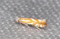 Phyllonorycter distentella