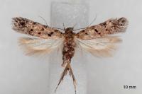 Carpatolechia aenigma