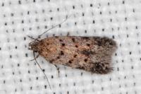 Carpatolechia aenigma
