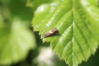 Dichrorampha petiverella