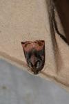 Archips podana