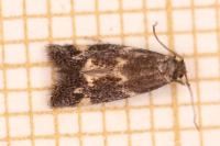 Elachista atricomella