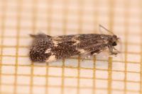 Elachista atricomella