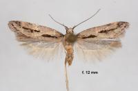 Mirificarma burdonella