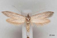 Pterolonche inspersa