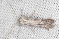 Pterolonche inspersa