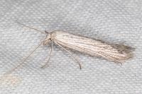 Pterolonche inspersa