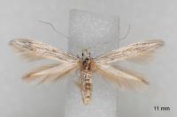 Coleophora obtectella