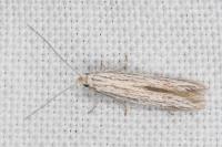 Coleophora obtectella