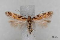 Aristotelia billii