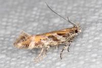Aristotelia billii
