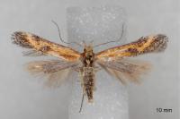 Metzneria artificella