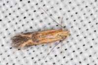 Metzneria artificella