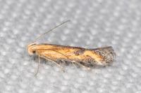 Metzneria artificella