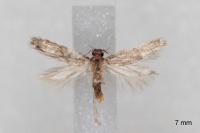 Apateona hispanicum