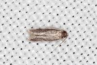 Apateona hispanicum