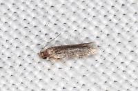 Apateona hispanicum