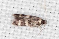 Apatema proteroclina