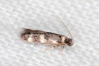 Apatema proteroclina