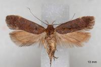 Anacampsis scintillella