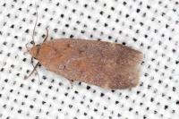 Anacampsis scintillella