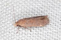 Anacampsis scintillella