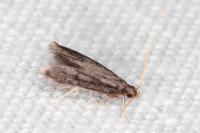 Eurodachtha siculella